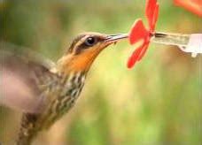 hur hjälper kolibrier miljön